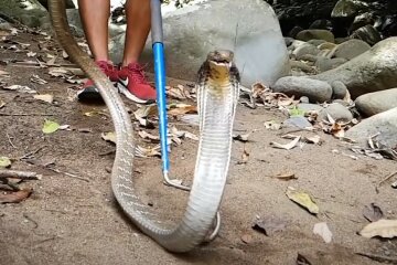 кобра, змея