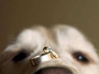 Девушка положила на мордочку своего пса кольцо для помолвки, чтобы сделать красивое фото