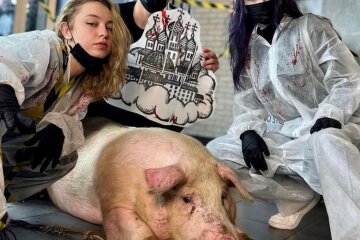 Киевский тату-салон решил набивать татуировки свинье