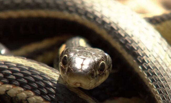 Змія. Фото: скріншот відео.