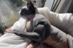 Накачанный кот