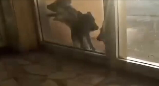 Дикие поросята прорывались на атомную АЭС