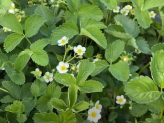 Цветение клубники