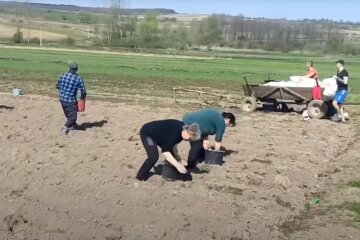 посадка картоплі на городі