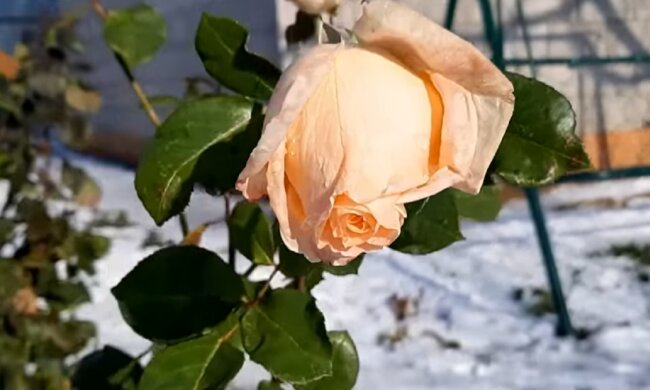 Погода, роза, весна