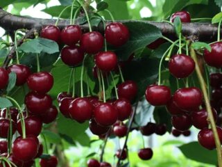 Вишня, зображення з вільних джерел