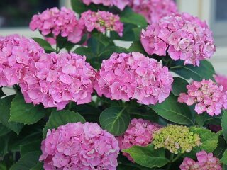 Гортензия крупнолистная