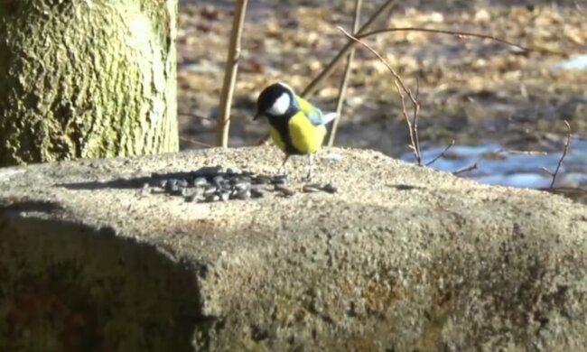 Потепління: скрін з відео