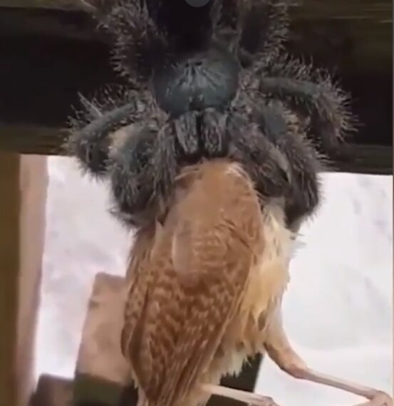 гигантский паук