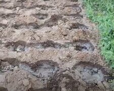 Почва для болгарского перца