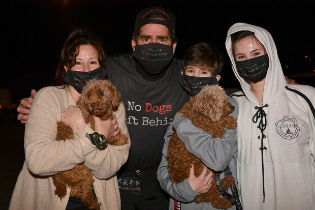 собак хотели пустить на мясо и съесть