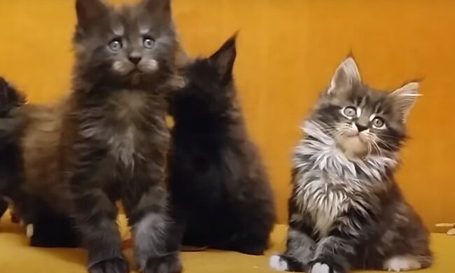 Коты