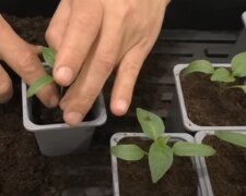 Выращивание рассады перца