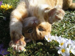 Весна, коты, фото из свободных источников