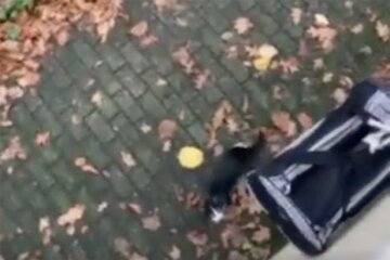 Господар зробив котику власний ліфт
