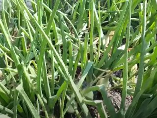 Урожай лука