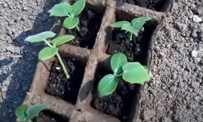 Розсада огірків