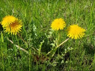 Одуванчики
