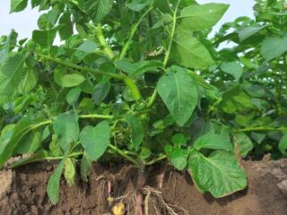 Картопля, город, кадр з відео