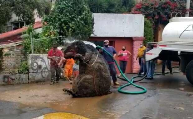 робочі витягли пацюка завбільшки з ведмедя