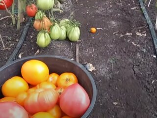 Урожай помідор