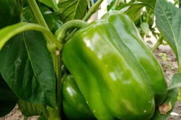 Перец, кадр из видео