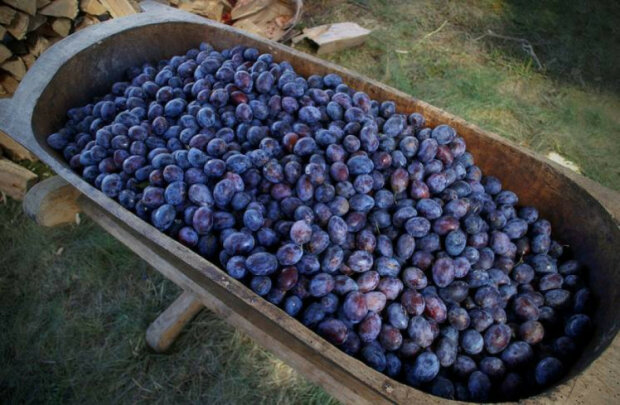 100 кілограмів слив дає 50 літрів леквару