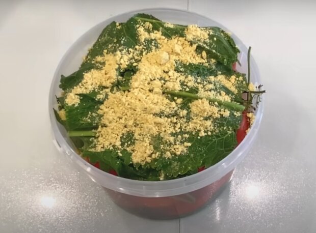 Квашені помідори, кадр з відео