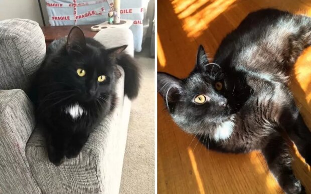 Перетворення з перевертня на звичного котика