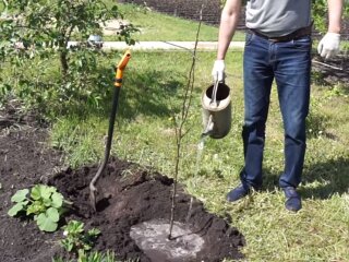 Посадка саджанців навесні