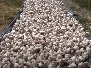 Врожай часнику