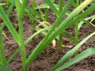 Часник росте на городі