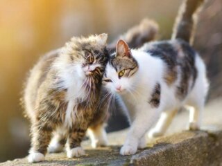 Весна, коти, фото з вільних джерел