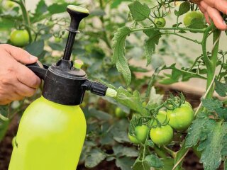 Город, помідори, кадр з відео