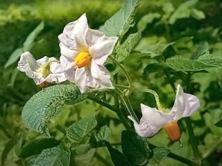 Квіти картоплі