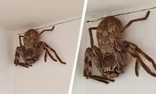 павук-мисливець