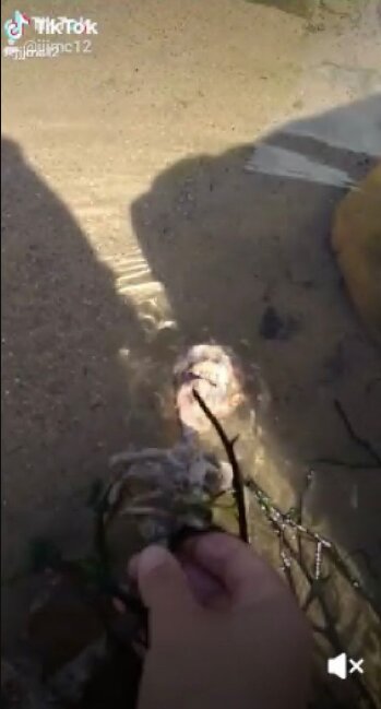 Скріншот з ТикТок