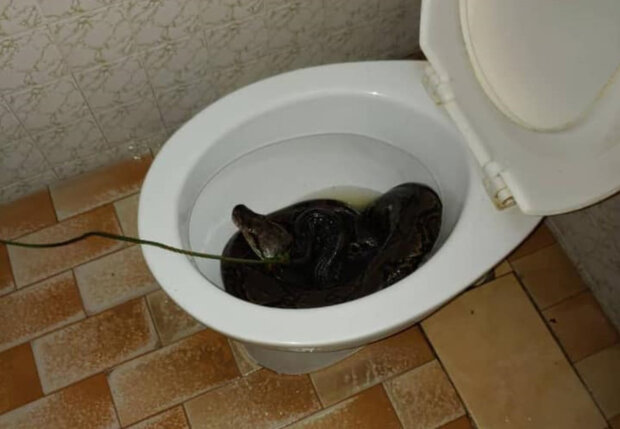 Огромная змея схватила мужчину за зад прямо из унитаза