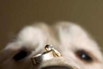 Девушка положила на мордочку своего пса кольцо для помолвки, чтобы сделать красивое фото