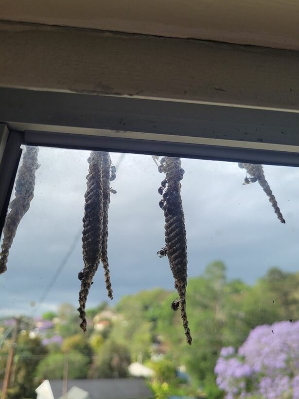 дом женщины захватили дикие осы