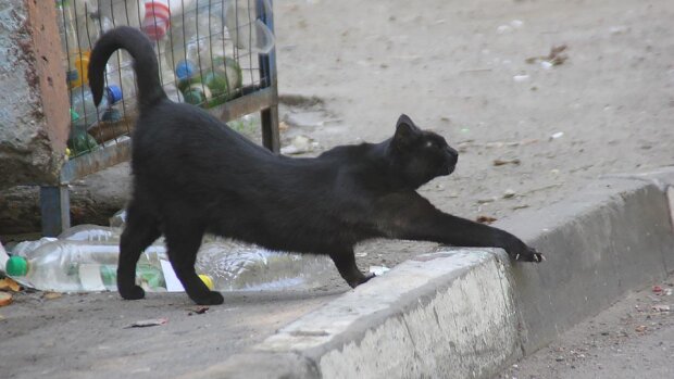 Унікальні здібності кішок про які мало хто знає