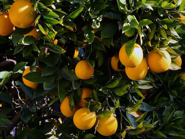 Цитрусові
