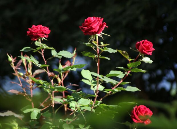 Троянди, фото з вільних джерел