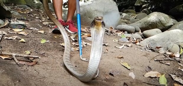 кобра, змія