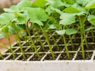 Рассада, изображение из свободных источников