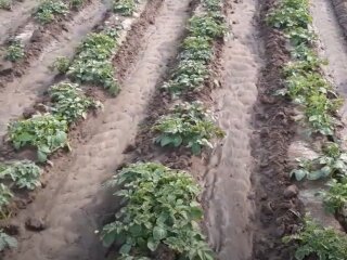 Урожай молодої картоплі