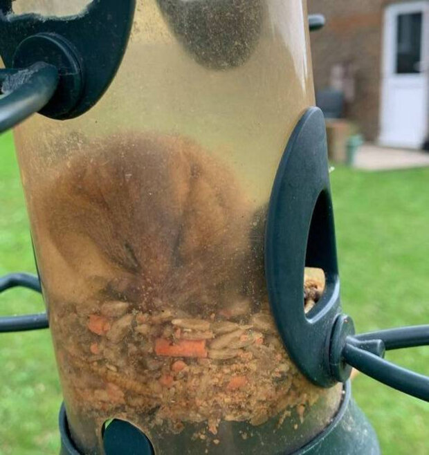 Грызун так обожрался в птичьей кормушке, что не смог пролезть обратно