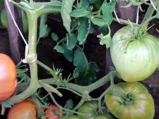 томати, помідори