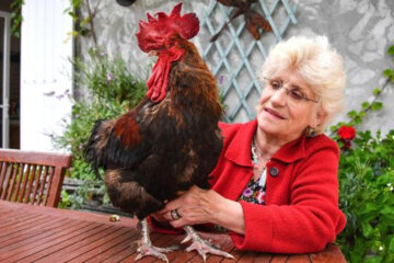 бабушка с курицей