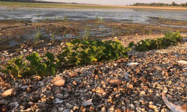 Город на Каховському водосховищі